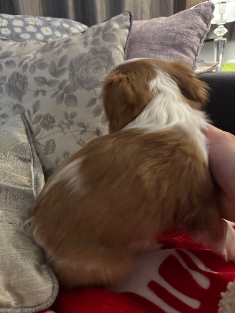 Cavalier King Charles spaniel puppy for sale