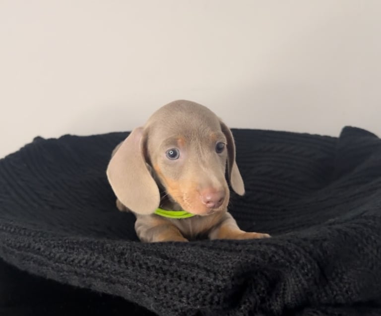 Miniature Dachshund Puppies 