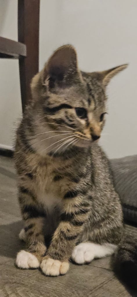 image for Beautiful gray and tabby kittens