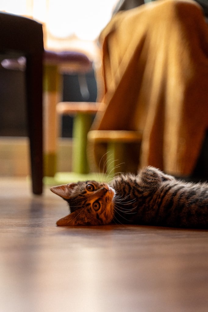 9 months old beautiful Boy kitten for sale