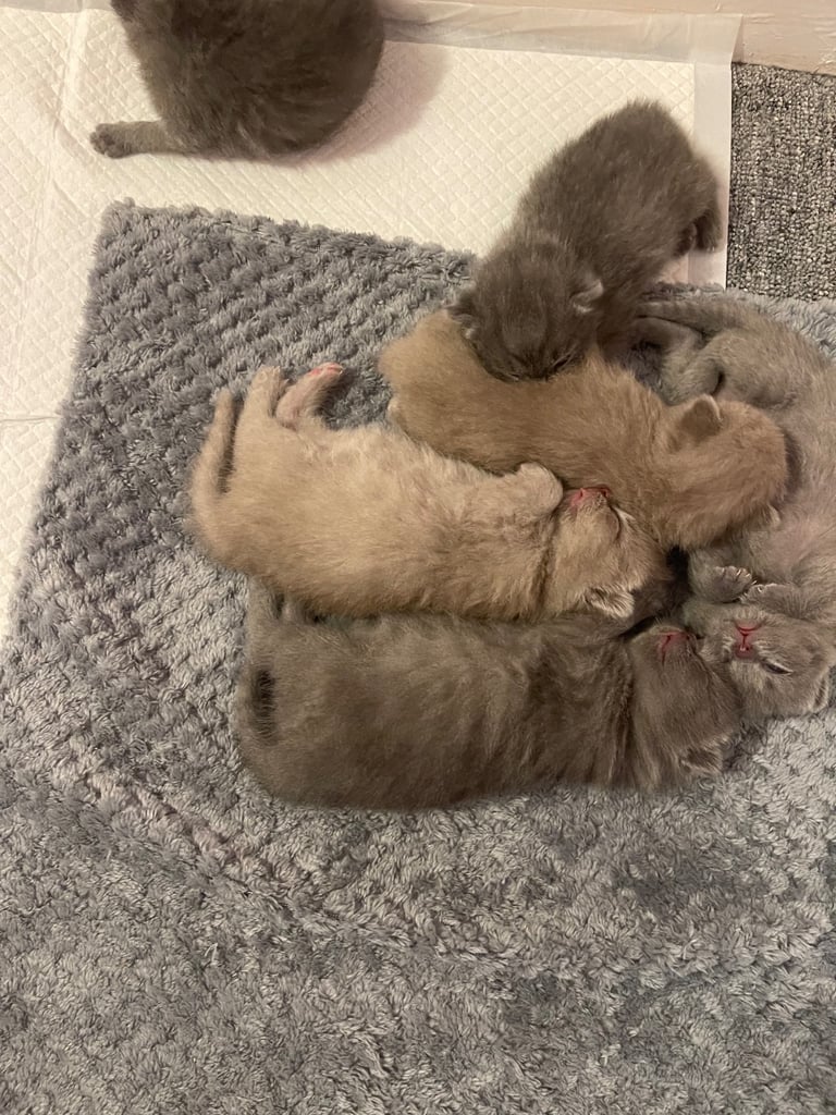 British shorthair kittens 