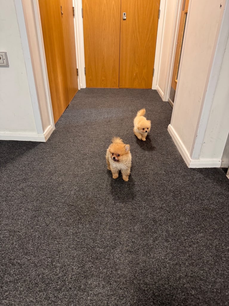Small teddy Pomeranian puppy boy (brown) 