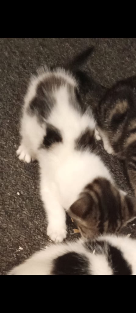 Kitten For Sale £120 !! Last One 
