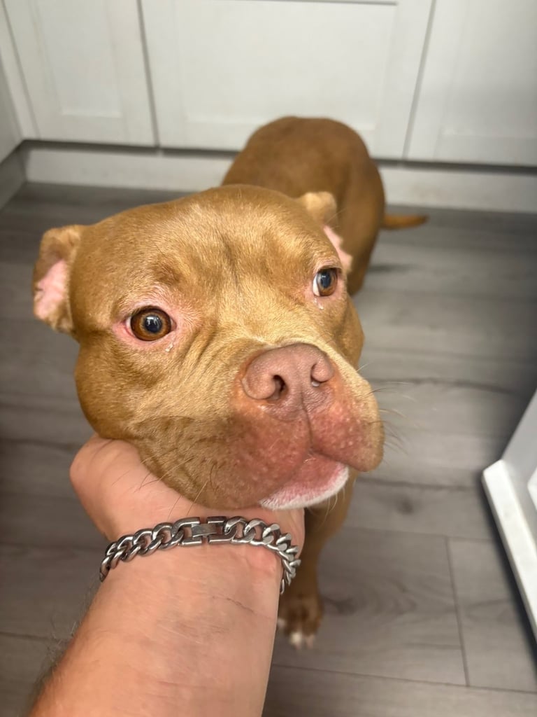 American pocket bully 