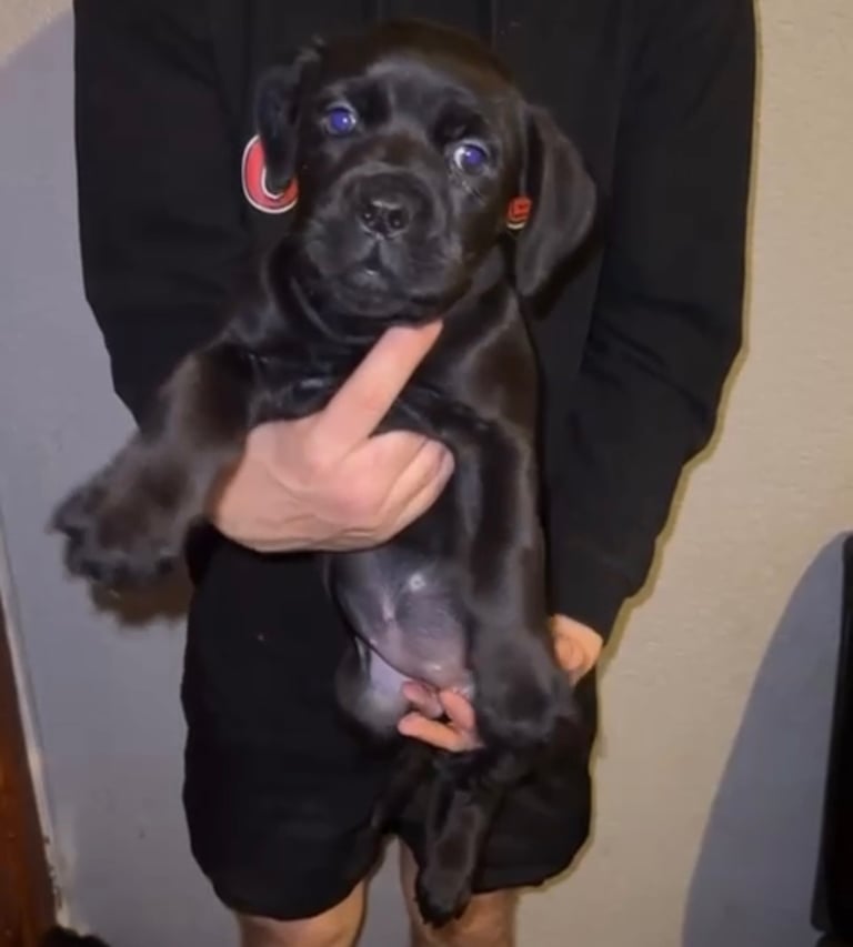 Cane Corso puppies