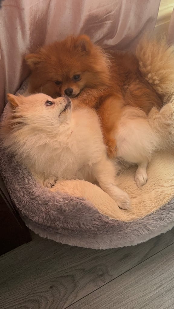 Champion blood line pomeranians 