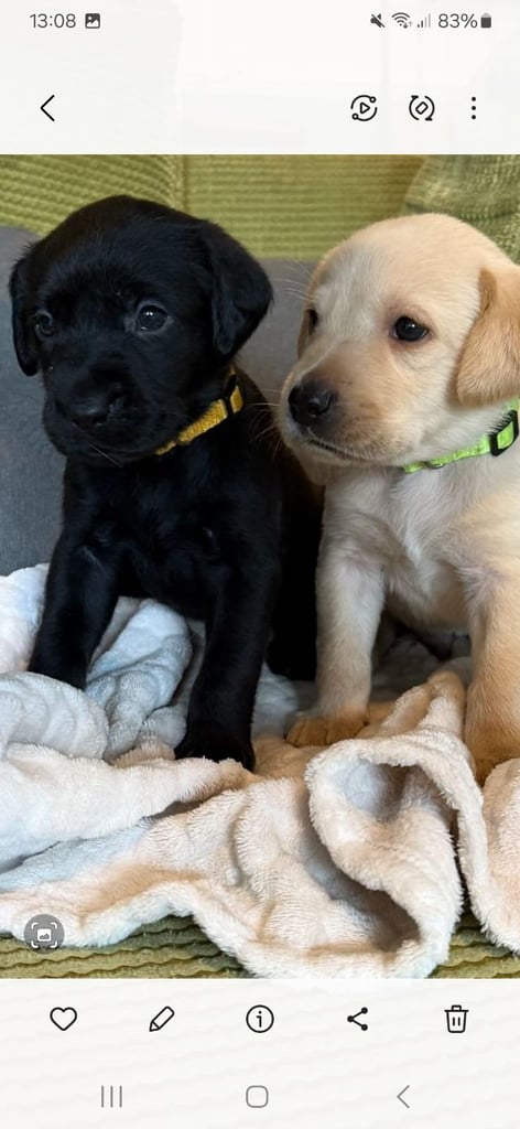 LABRADOR  PUPPIES READY FOR VIEWING
