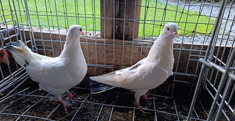 Fancy Pigeons 