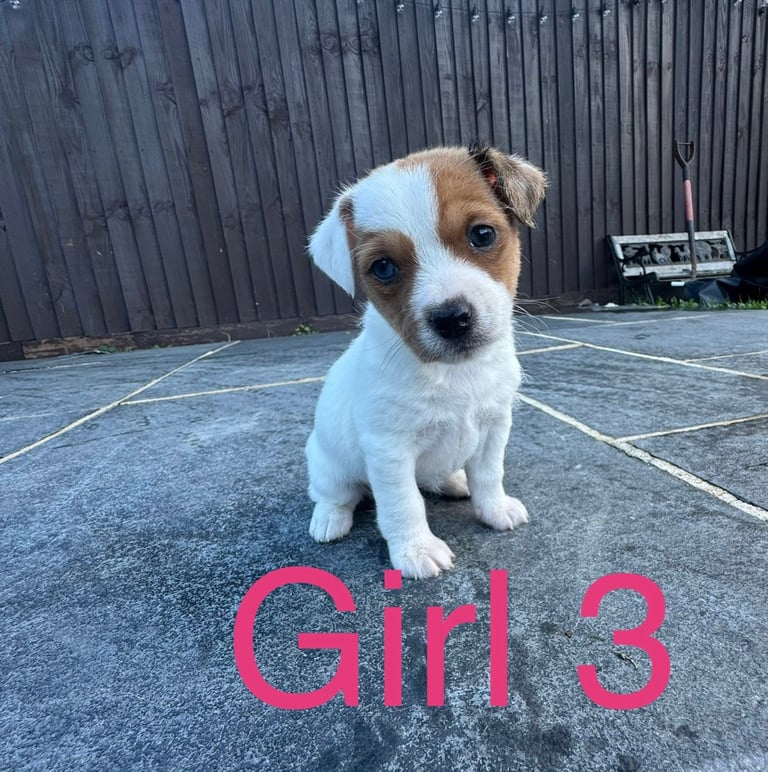Jack Russell Puppies