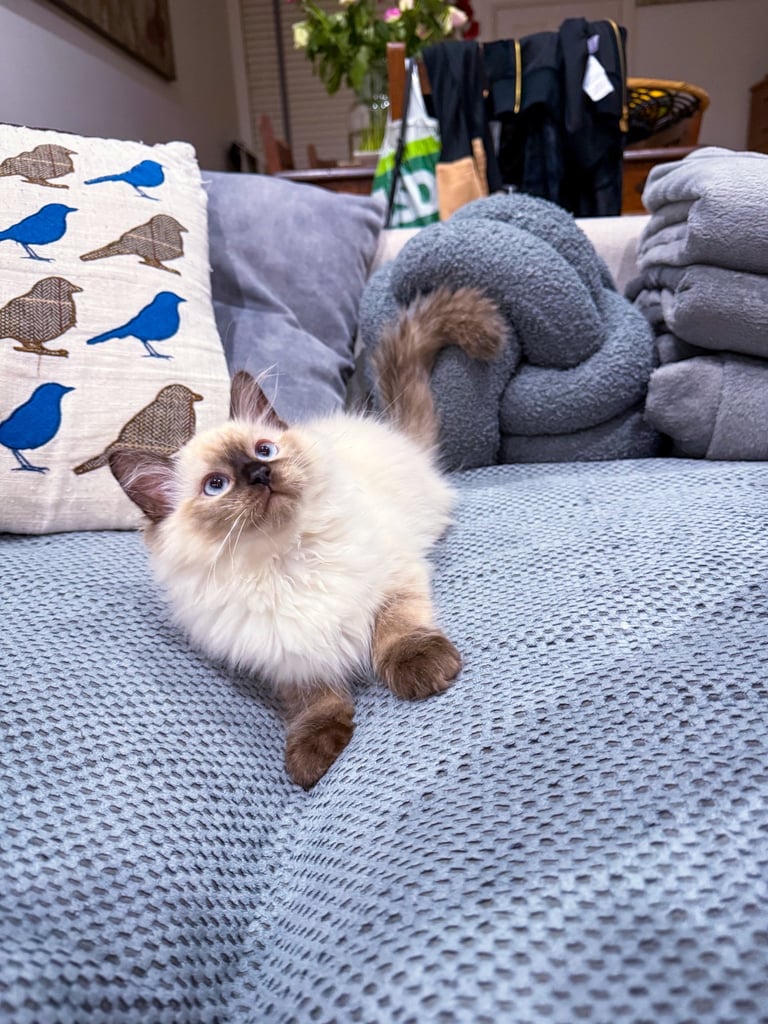 image for Beautiful Ragdoll Kitten - Last Boy Available (£700)