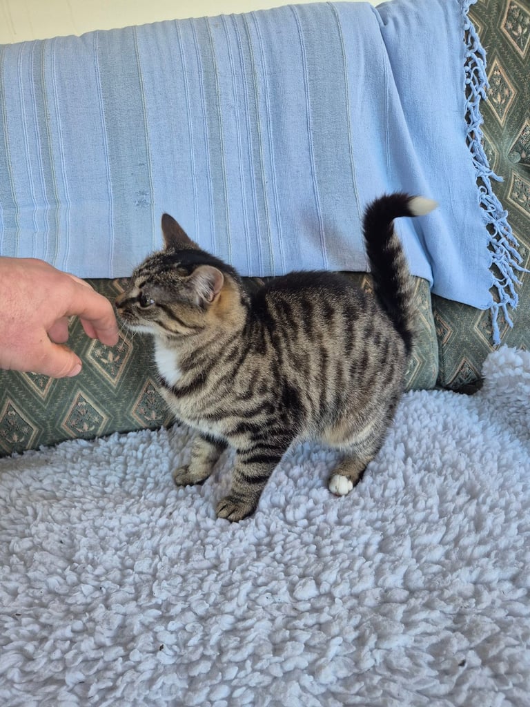 Kittens for sale