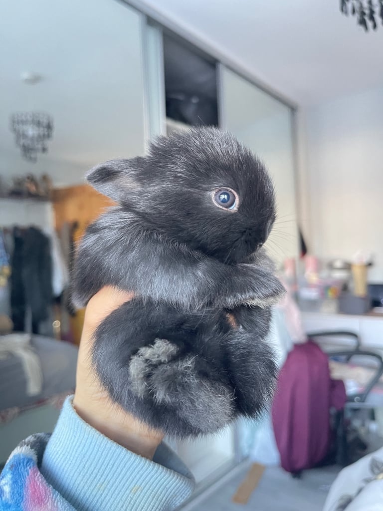 Baby mini lop/netherland dwarf bunny