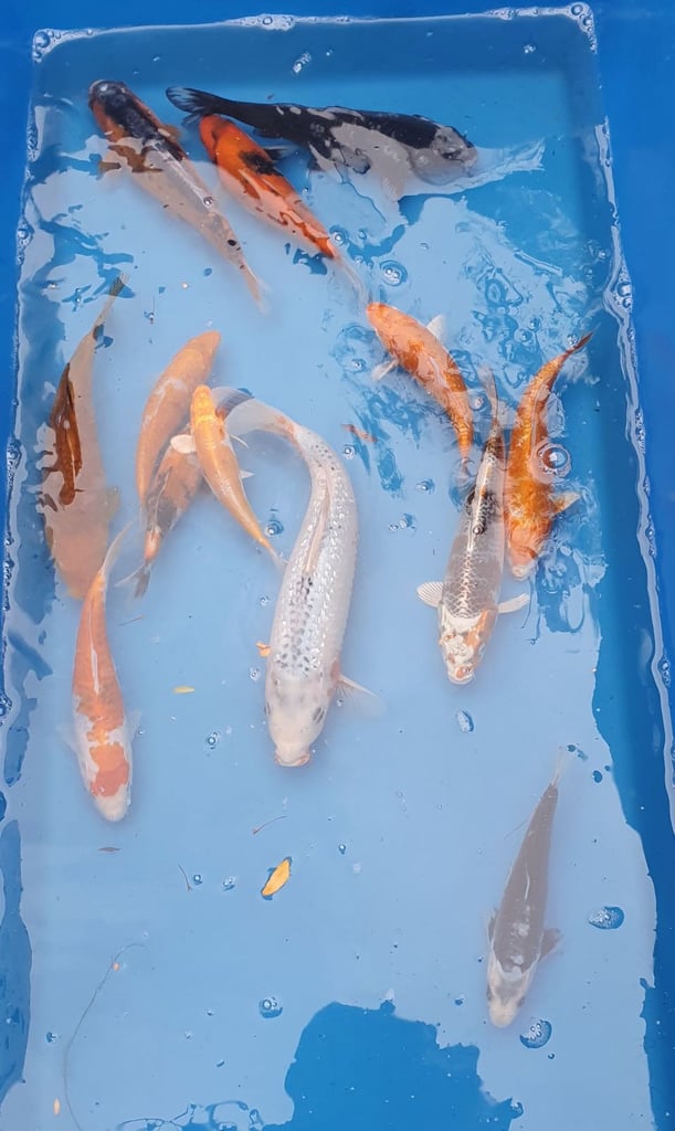 Koi pond fish 