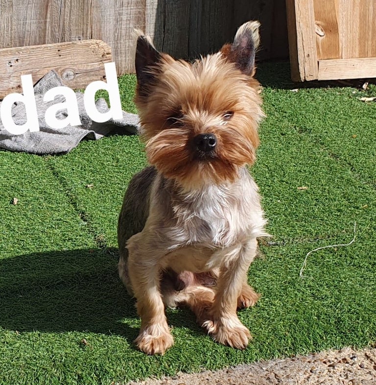 Yorkshire terrier puppies 