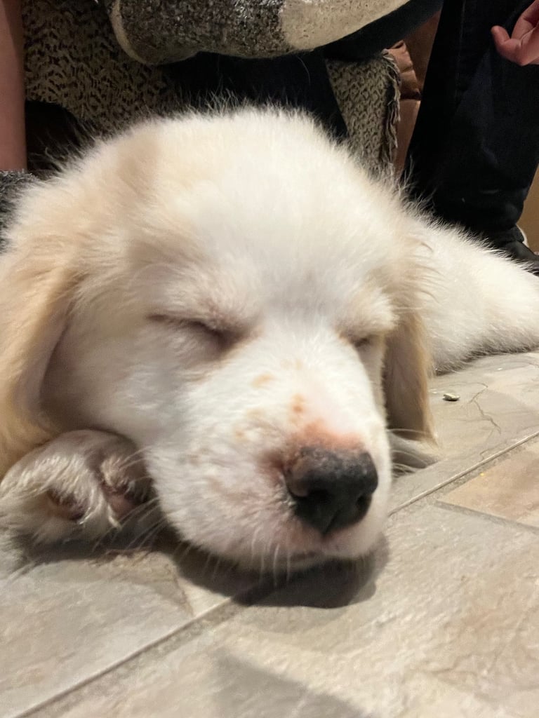 [Last Few] Rare Samshie puppy Litter (Samoyed x Welshie)