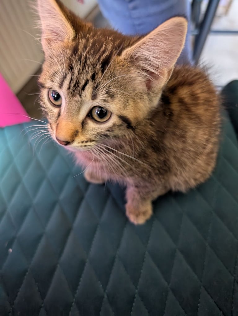 Stunning tabby kitten