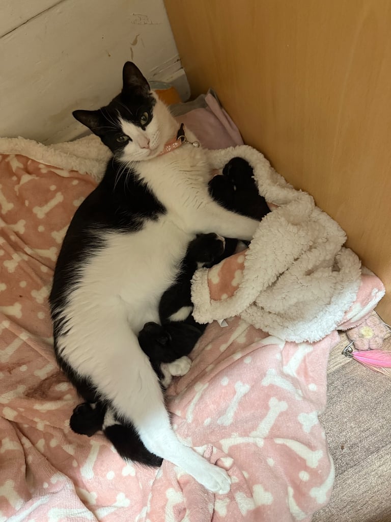 1 female and 2 male left!!Litter of 5 kittens looking forever homes 