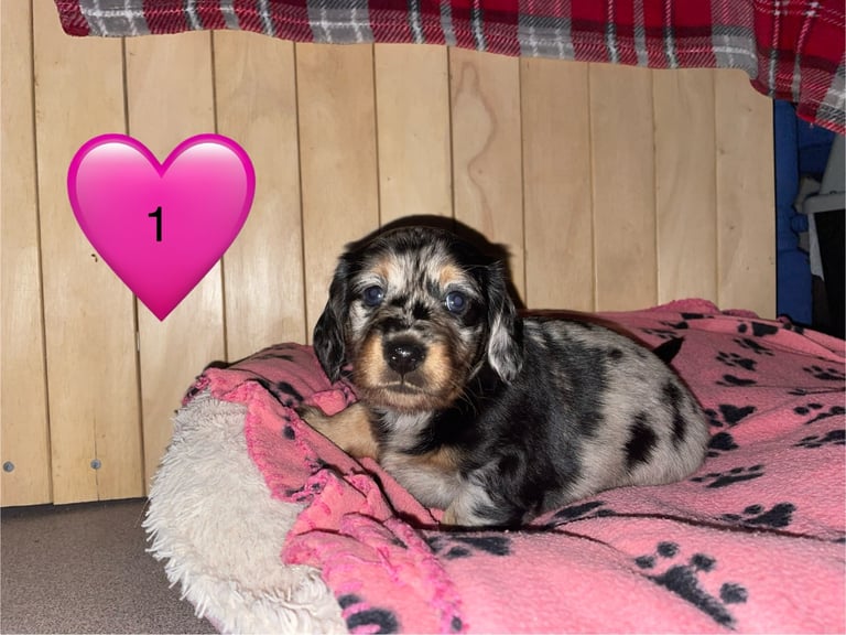 Long Haired Dachshund Puppies READY NOW!