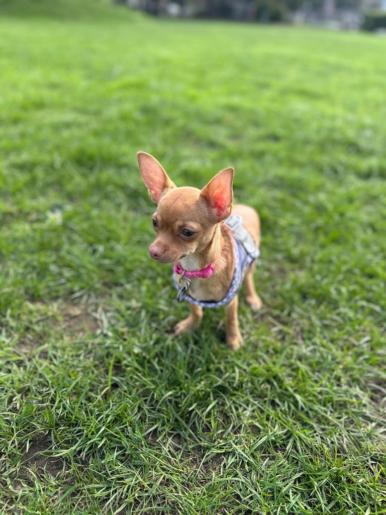 Young chihuahua female