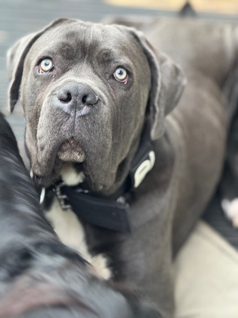 Cane corso male 10 month 