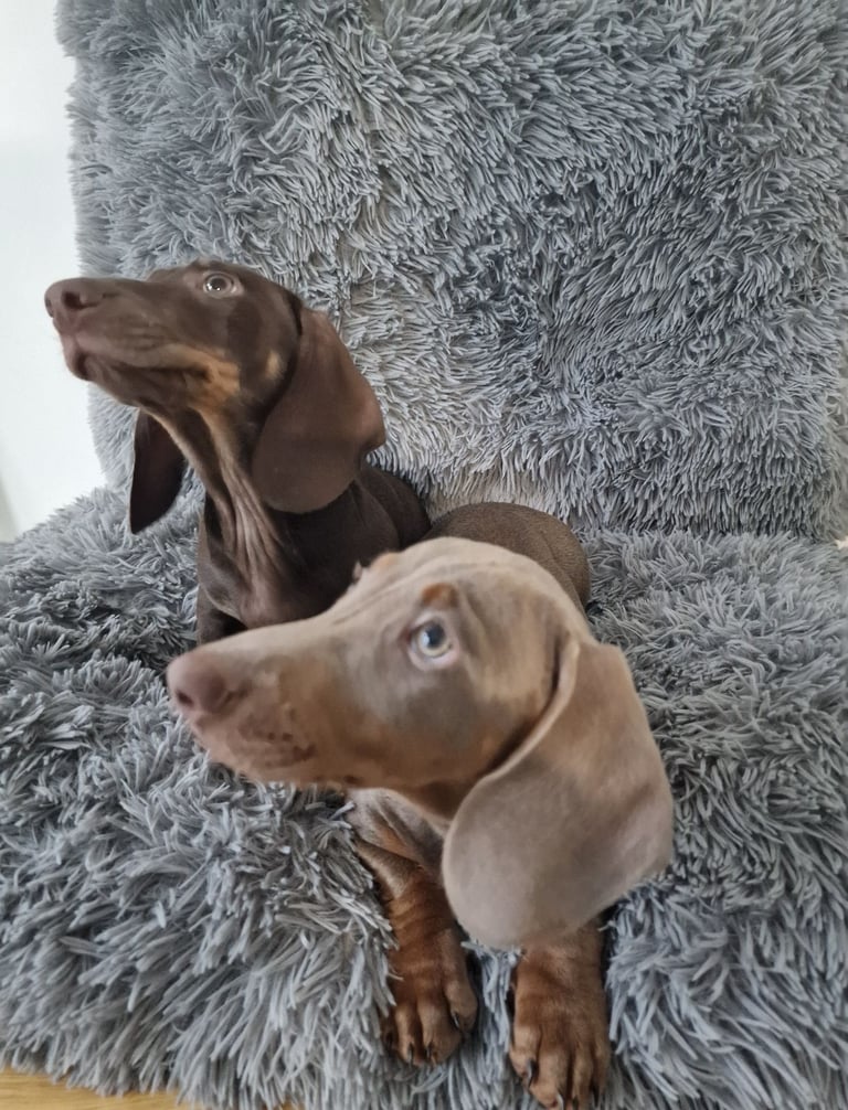 Miniture dachshund puppies 