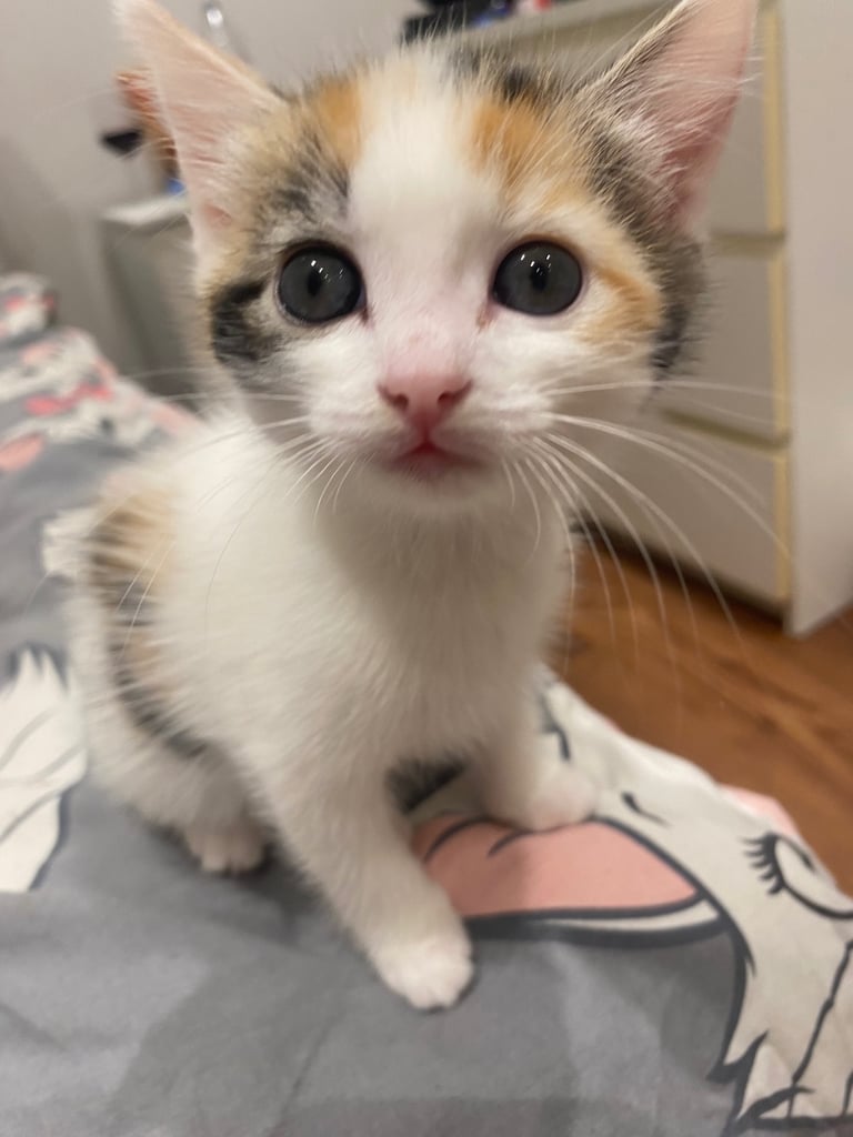 adorable kittens for sale 