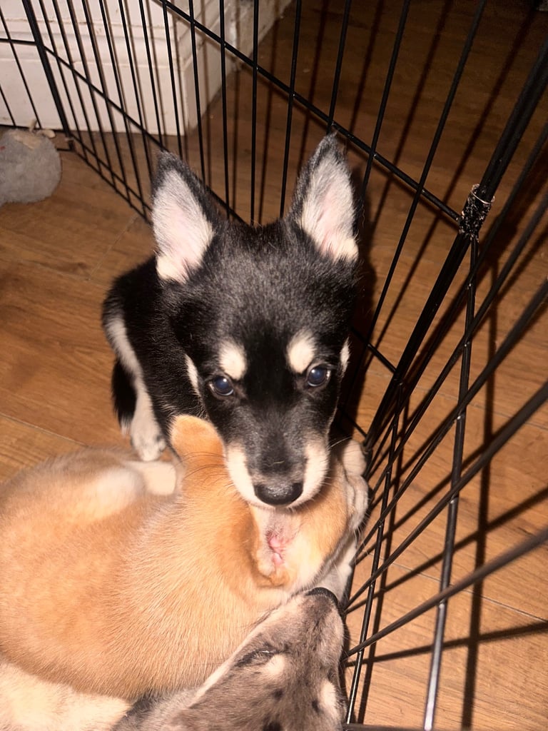 Beautiful German Shepherd × Chow × Alaskan Malamute Girl 