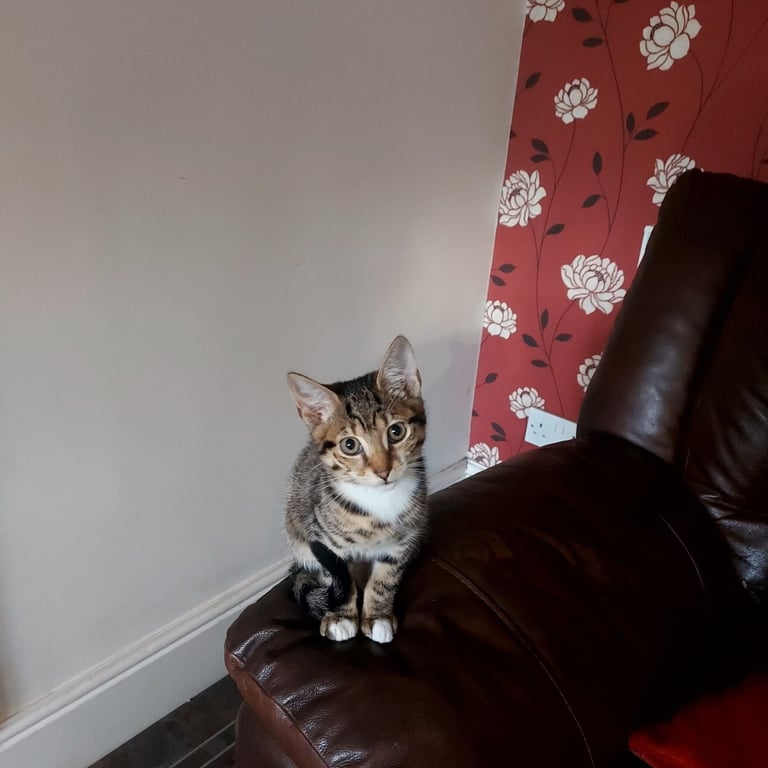 British short-hair kitten for sale