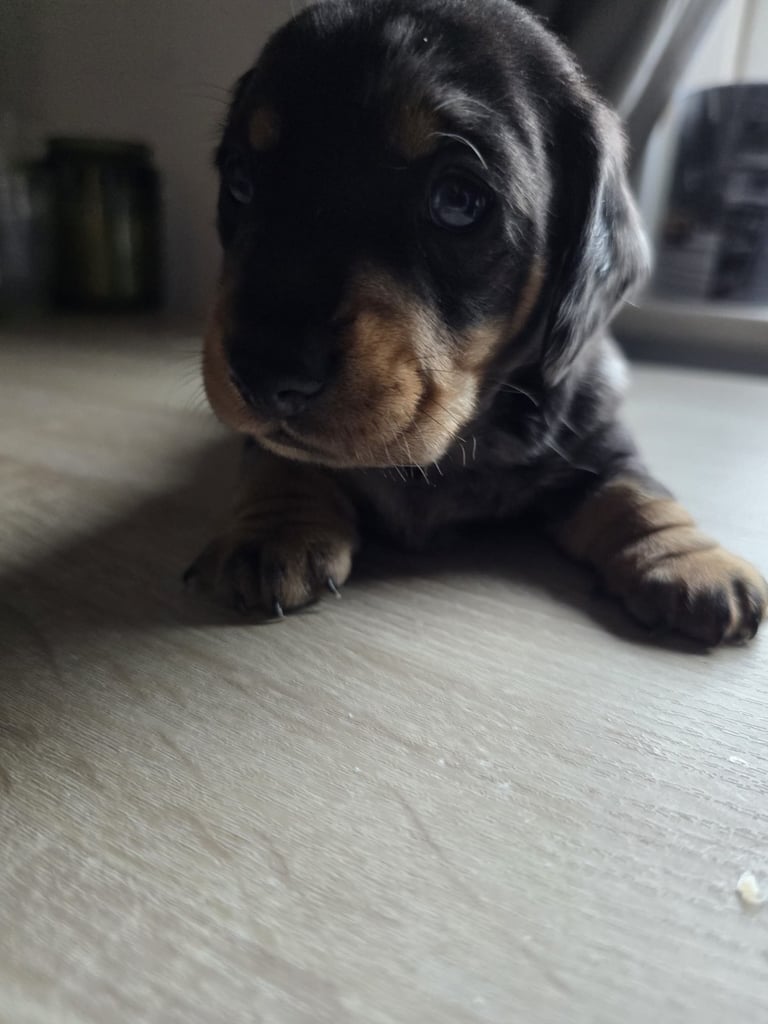 Miniature dachshund puppies