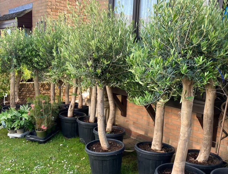OLIVE TREES For SALE