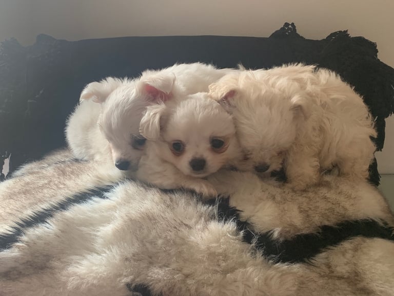 Maltese/chihuahua puppies
