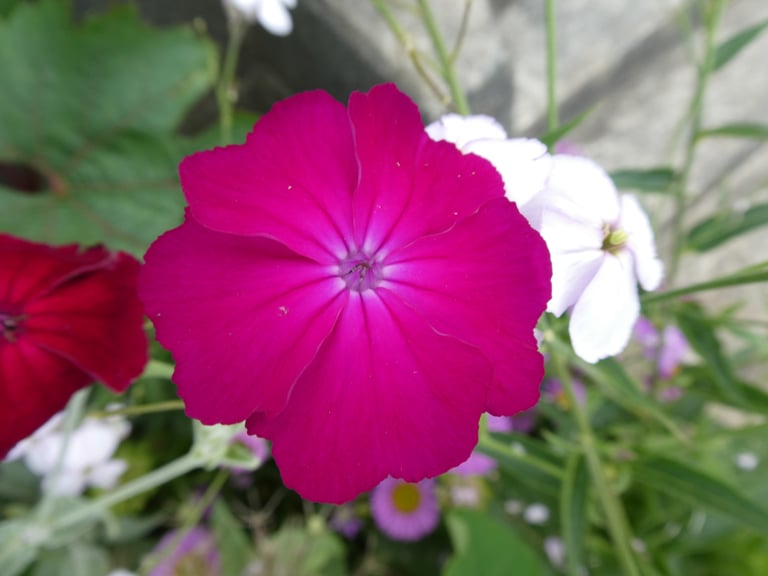 Lychnis coronaria deep cerise/magenta: plant or seeds (ALSO of white or pink& white) from Touchwood