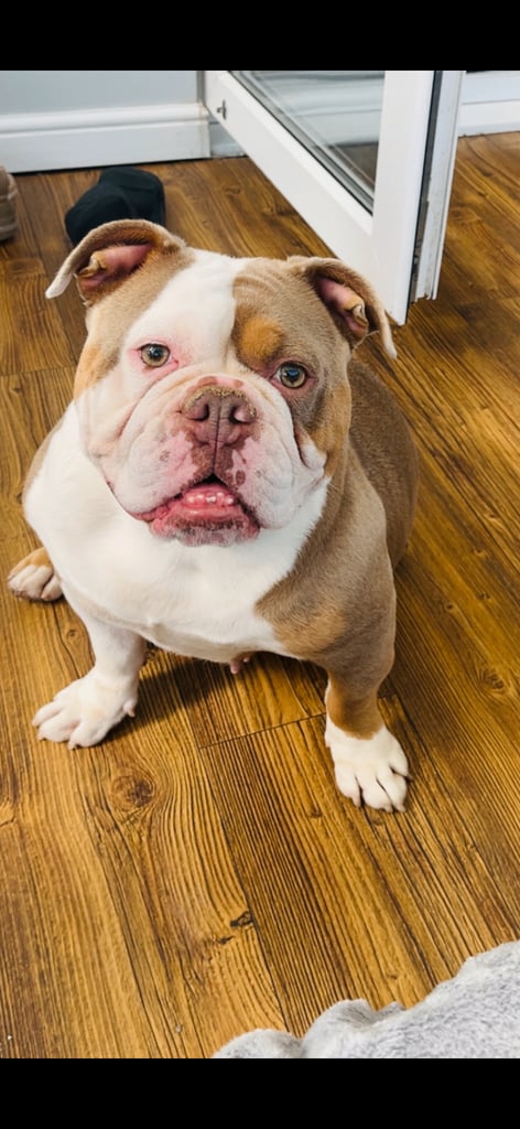 Old English bulldog - reluctant sale 