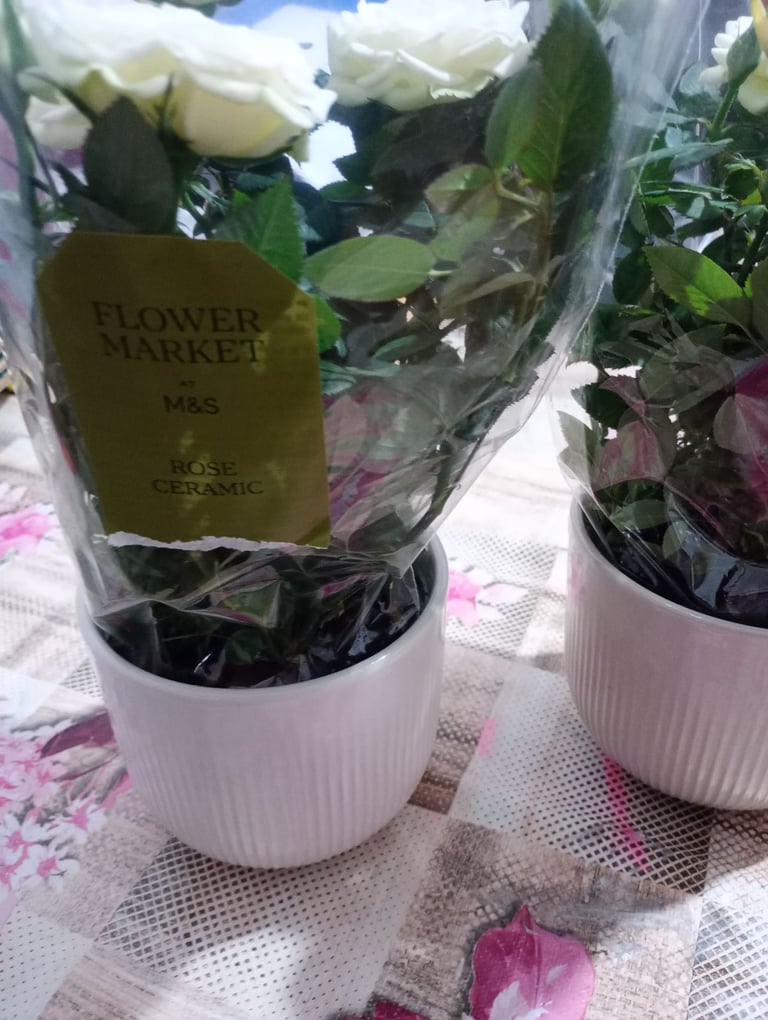 image for M and S white rose plant in ceramic pot 