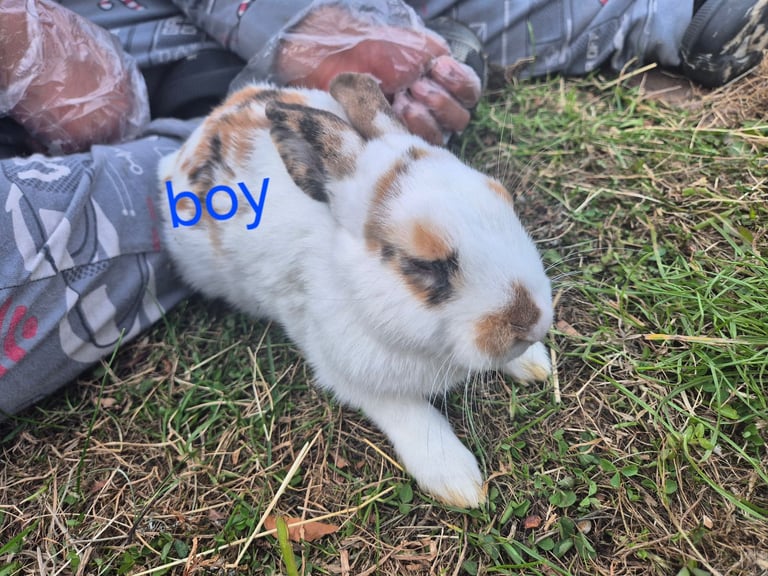 image for Rabbits available 