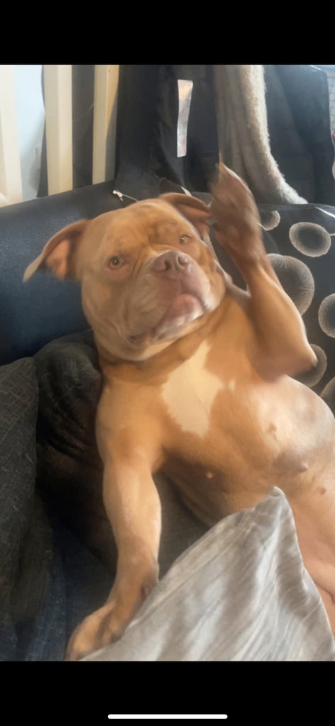 2 x dogs for sale 