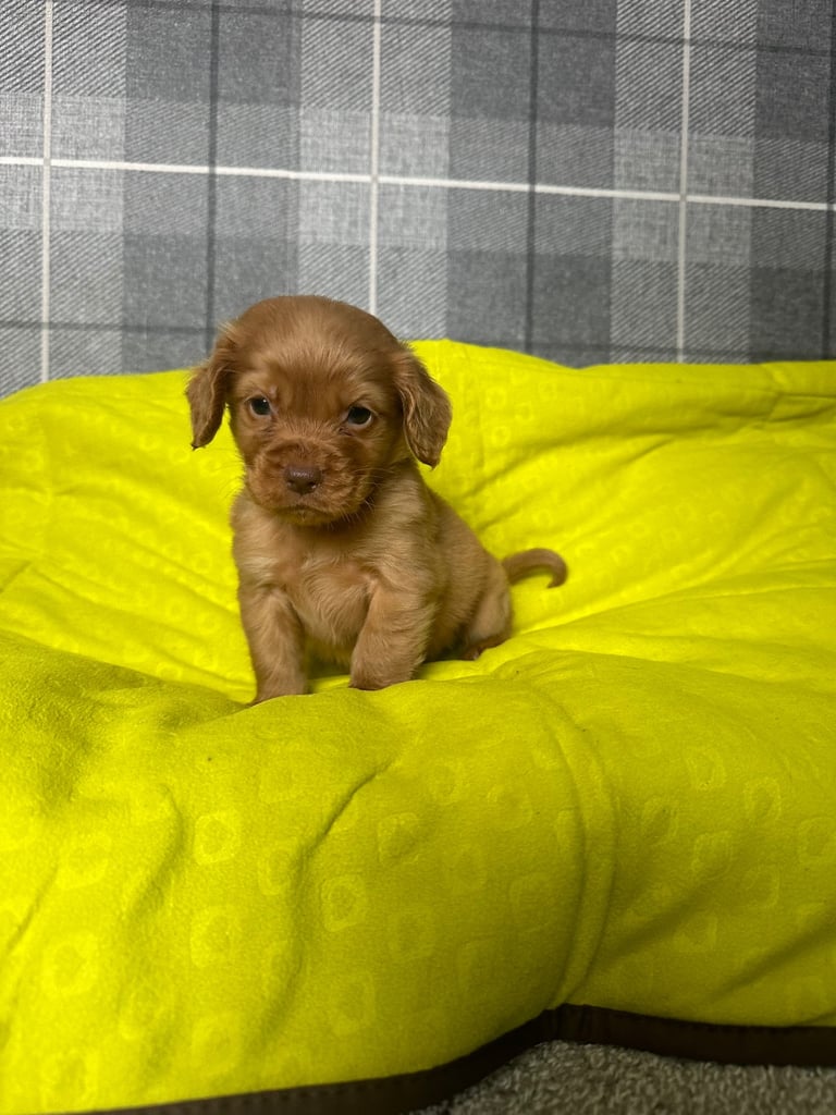 Cocker spaniel puppies field trial lines . 