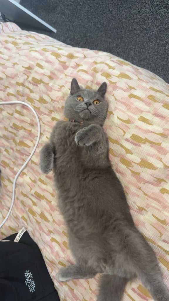 British Shorthair Male 1 years old 