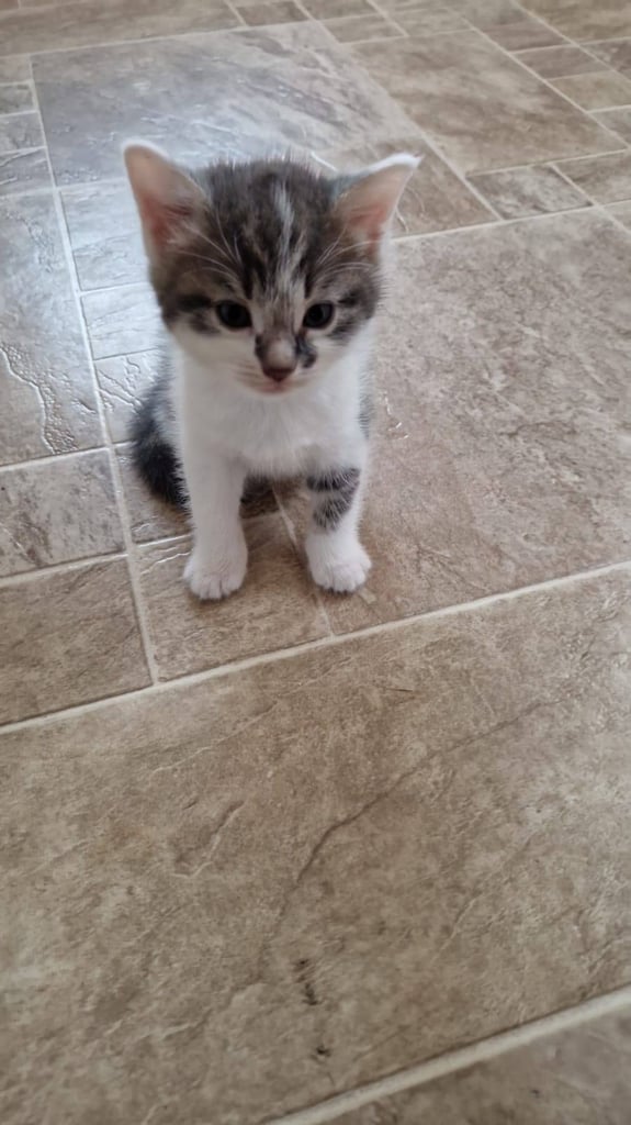 Maine coon X cross male kitten