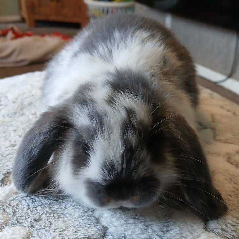 Stunning mini lop baby rabbits 