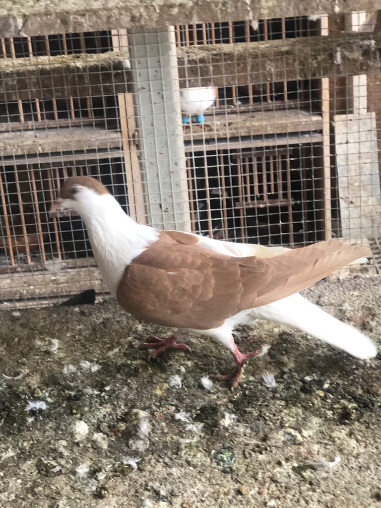Pigeon 