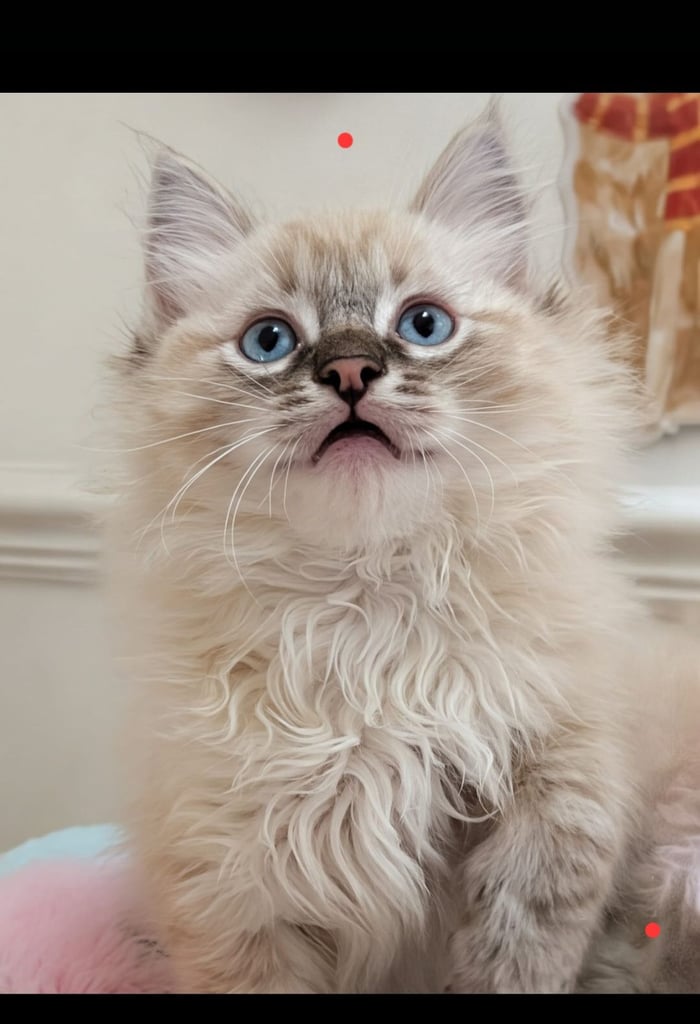 Ragdoll male kitten