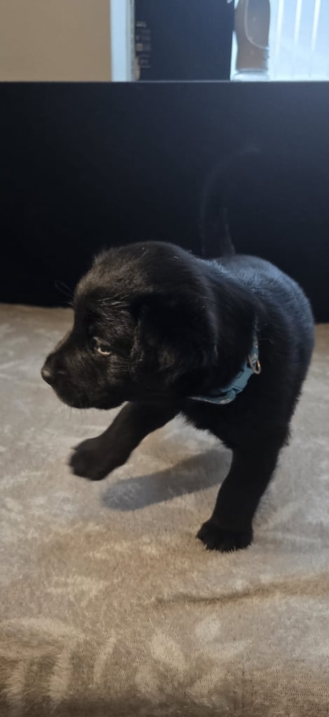 Goldador x Labrottie Miniature Puppies for Sale 