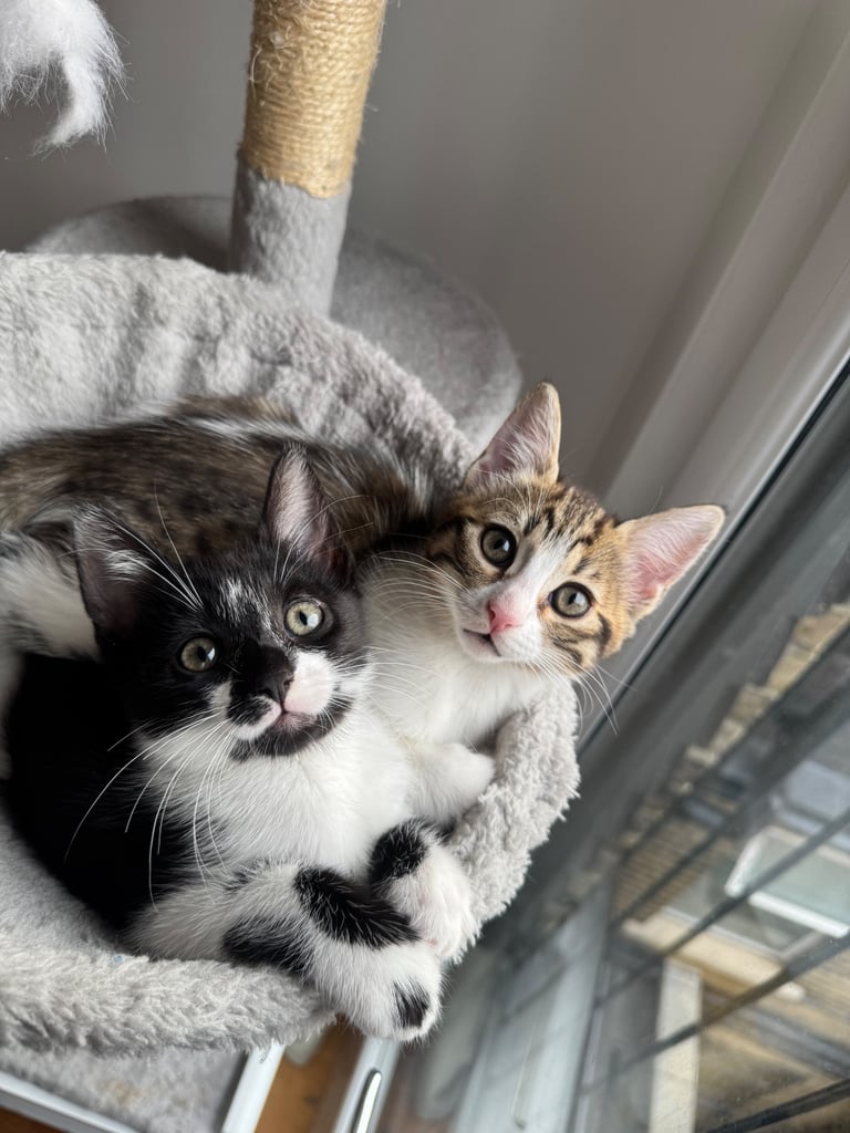 image for 2 BEAUTIFUL FEMALE BENGAL X KITTENS **ready to leave now**