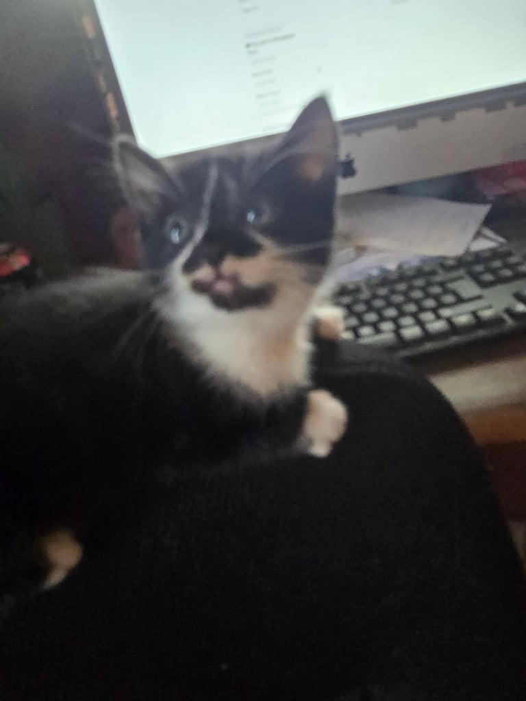 Last x3 Adorable Playfu Kittens! READY NOW!