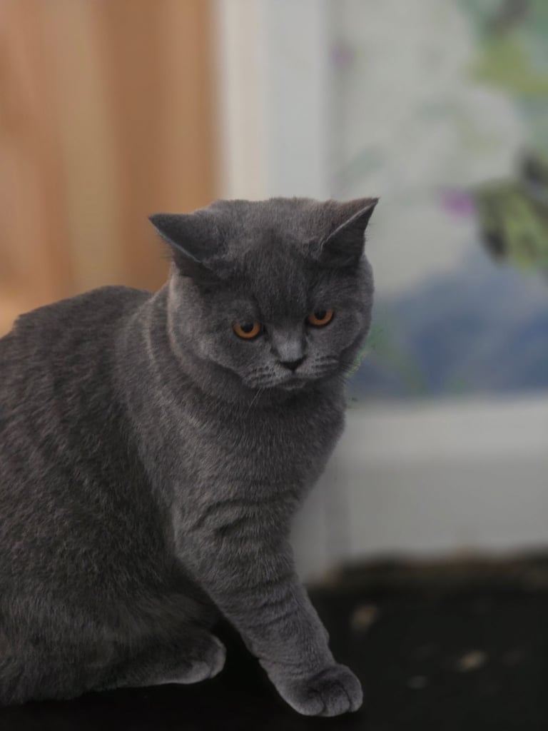 British shorthair kittens 