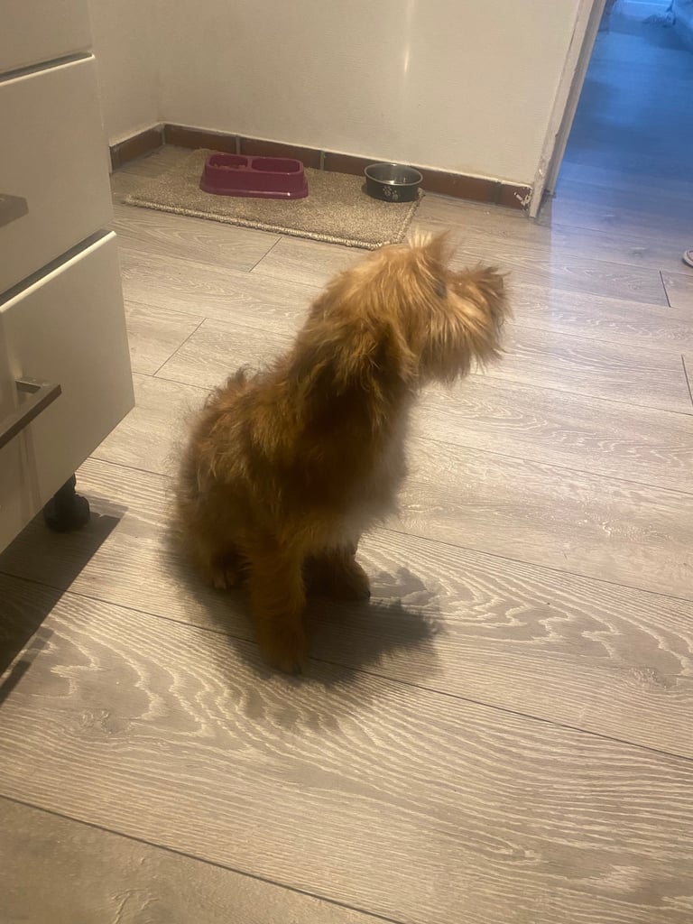 Yorkshire Terrier Rex