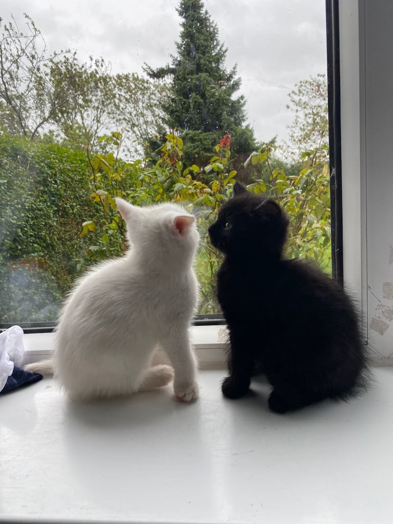 fluffy kittens