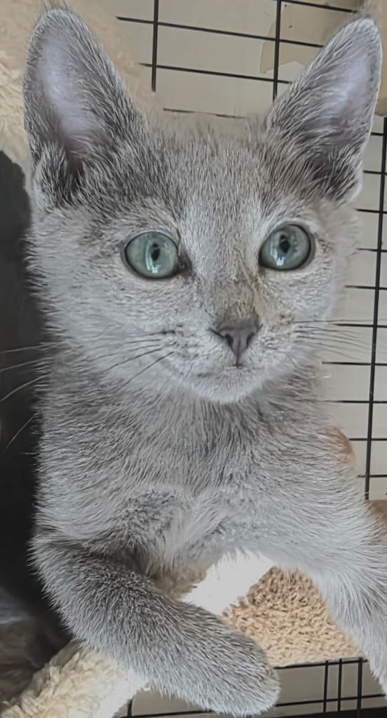 RUSSIAN BLUE PEDIGREE KITTENS N.London 