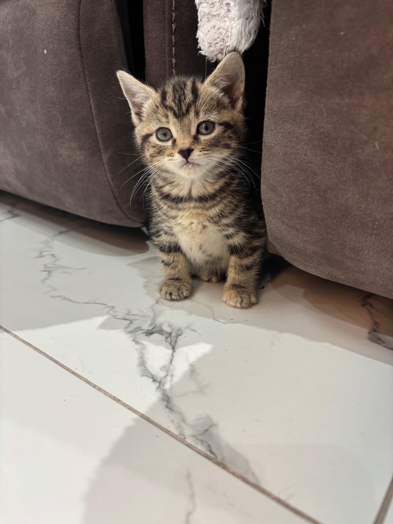 Tabby kittens 